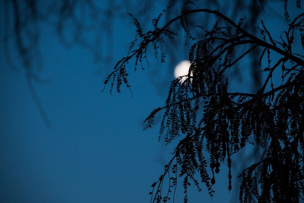 Moonrise Through Native Trees