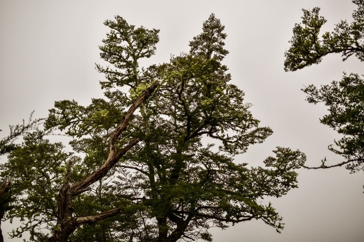 Native Forest, Fiordland