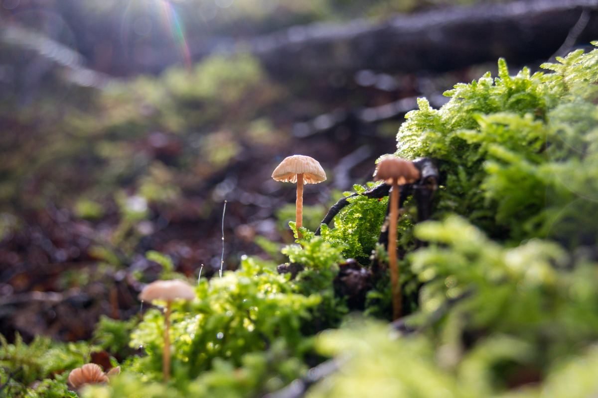 Forest Floor Detail