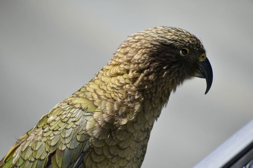 Kea alpine parrot in Fiordland