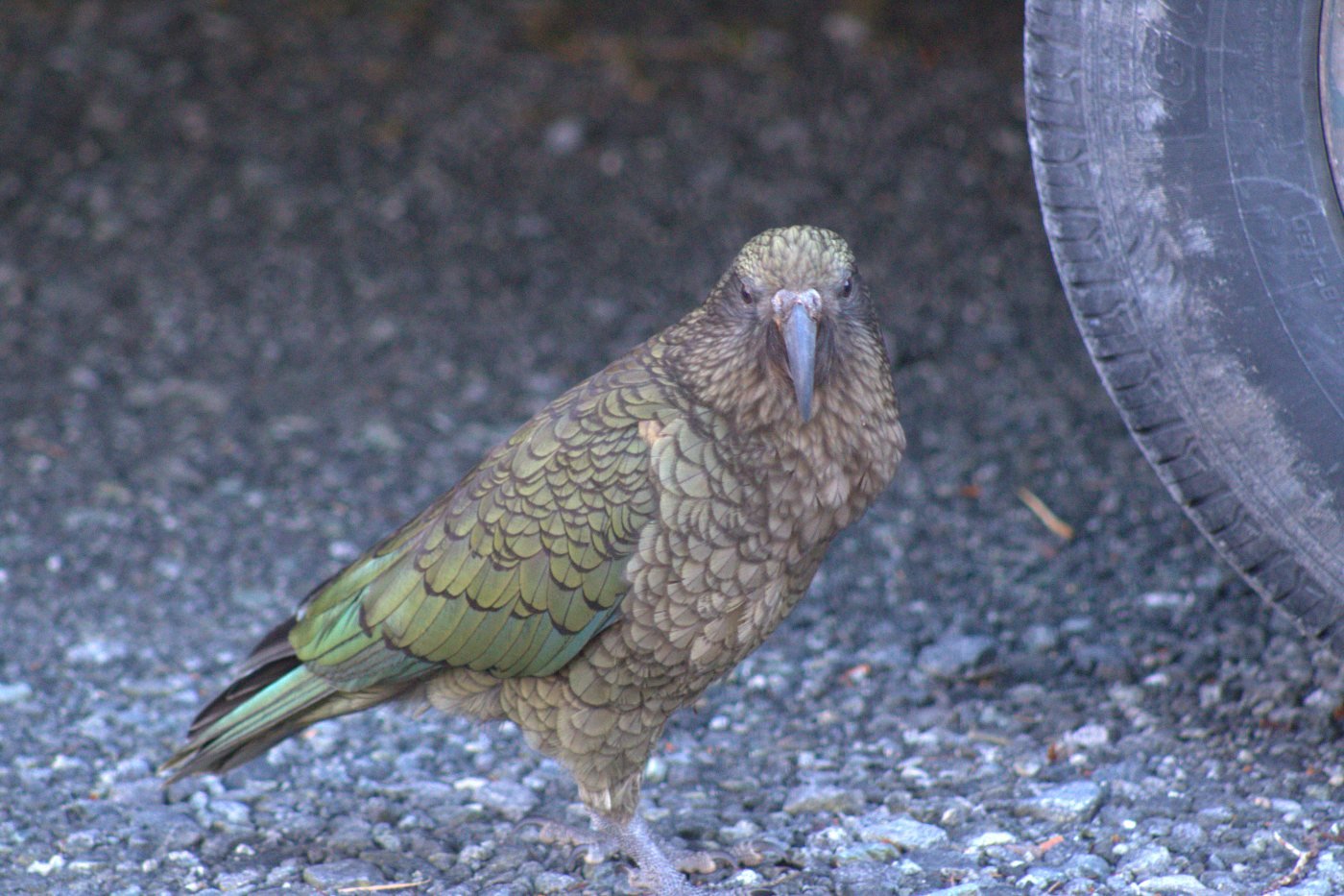 Kea near the Gertrude Valley carpark