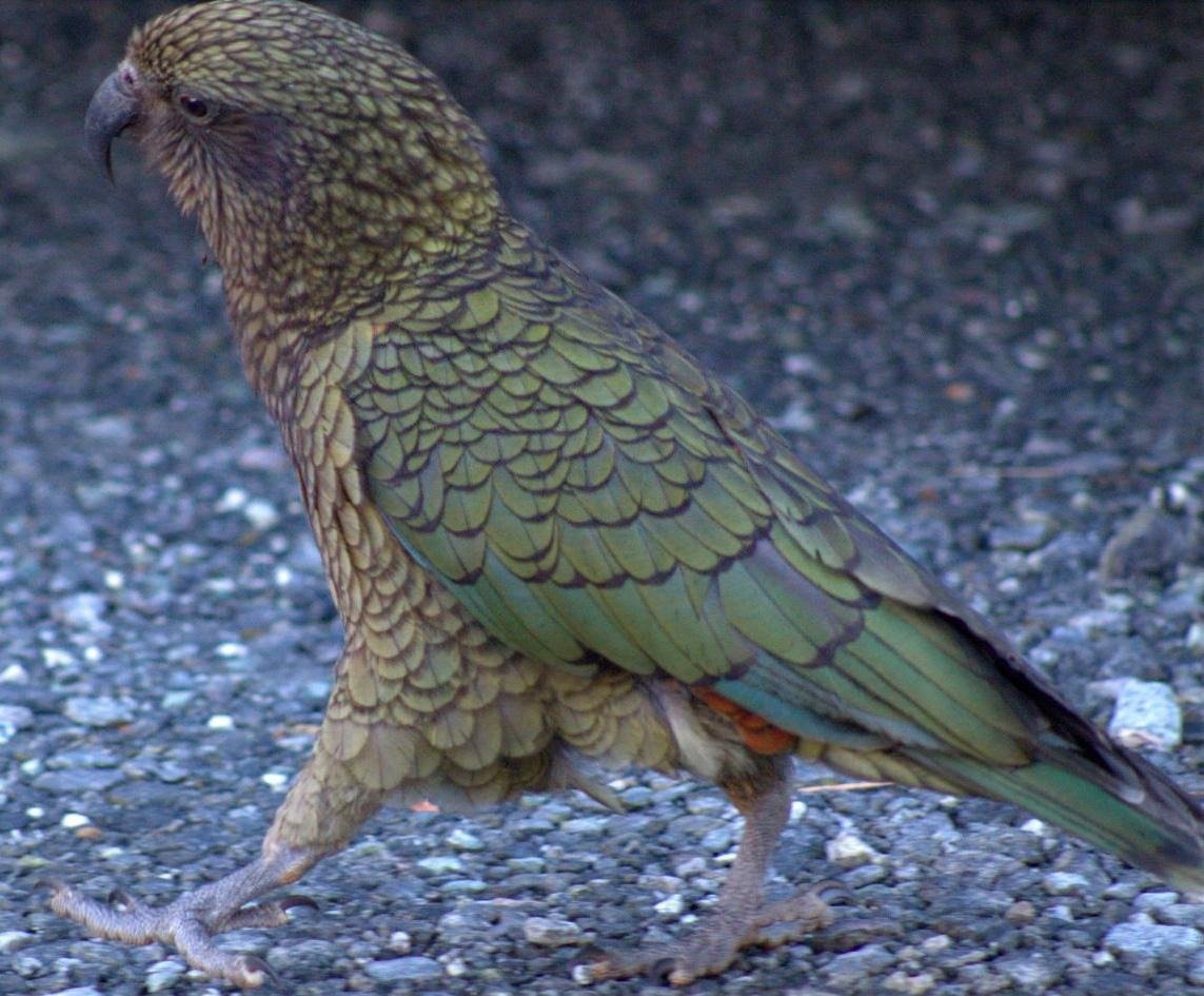 Kea Alpine Parrot