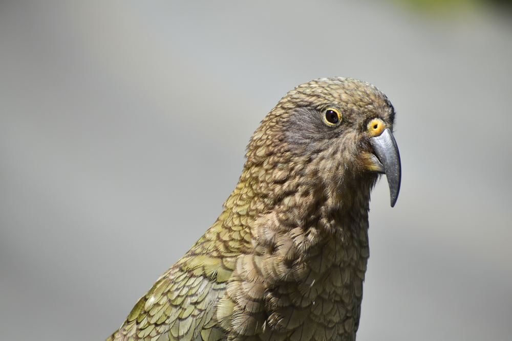 Kea on the Milford Road