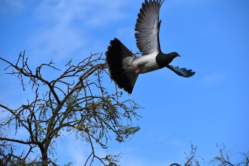Kererū native wood pigeon in flight near Te Anau