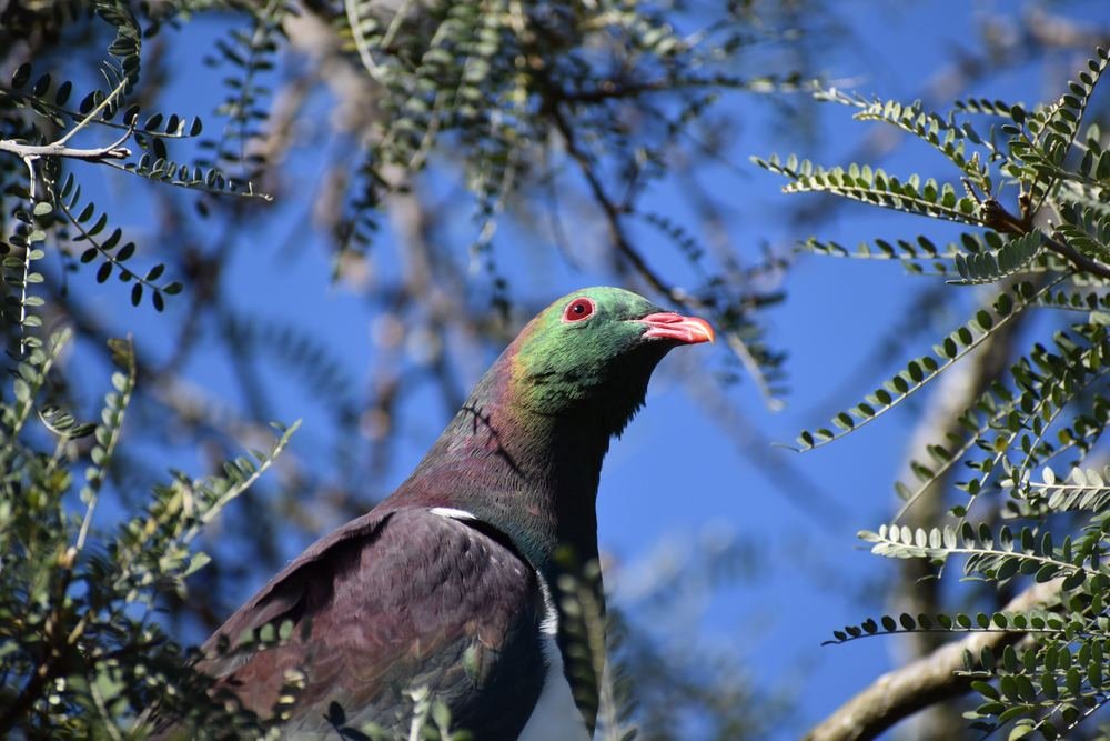 Kereru in a Kowhai Tree