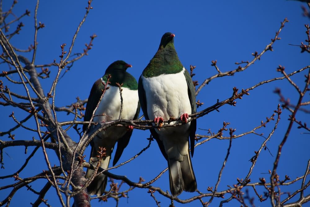 Kereru Pair
