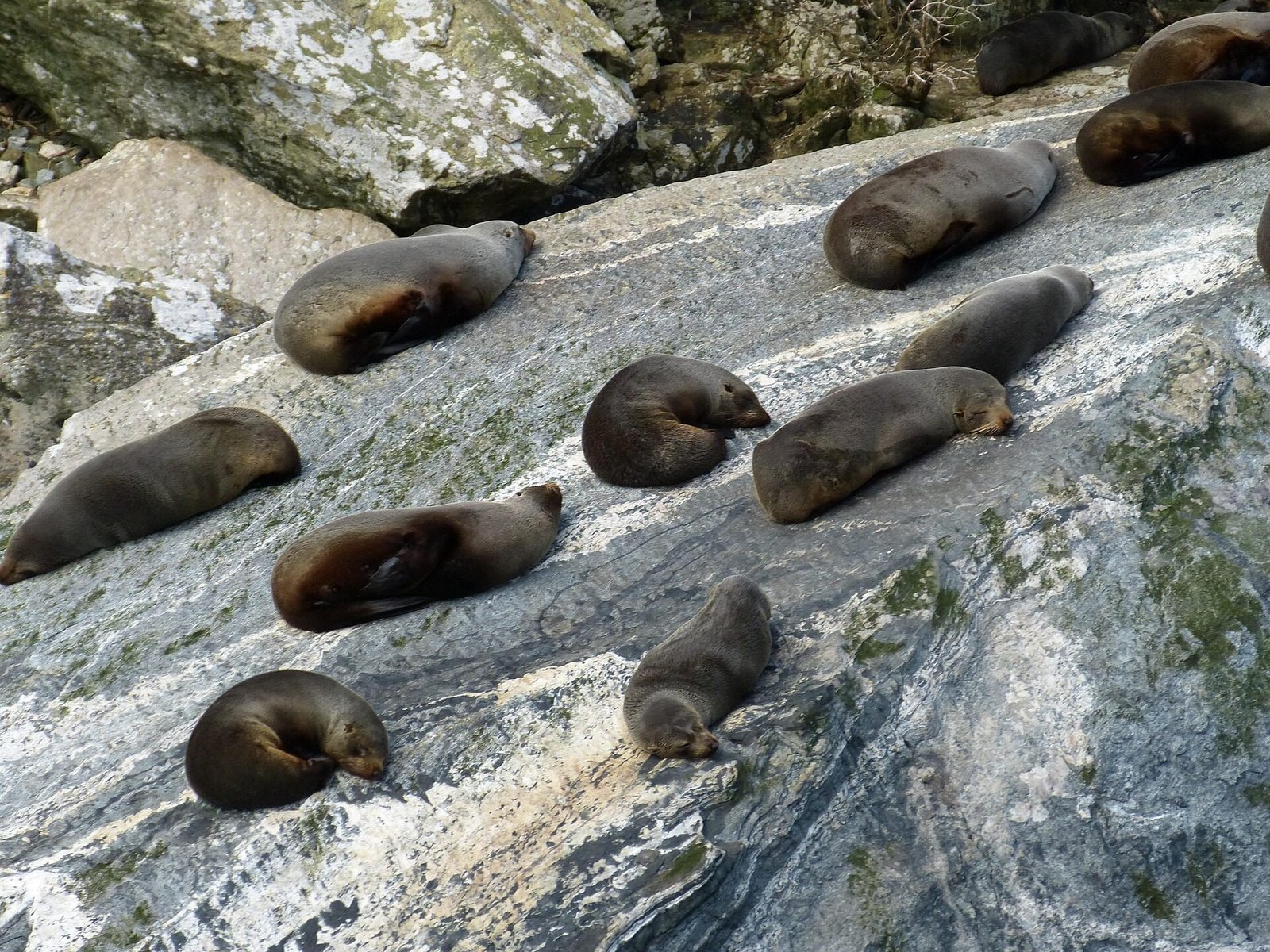 Milford Sound Seals