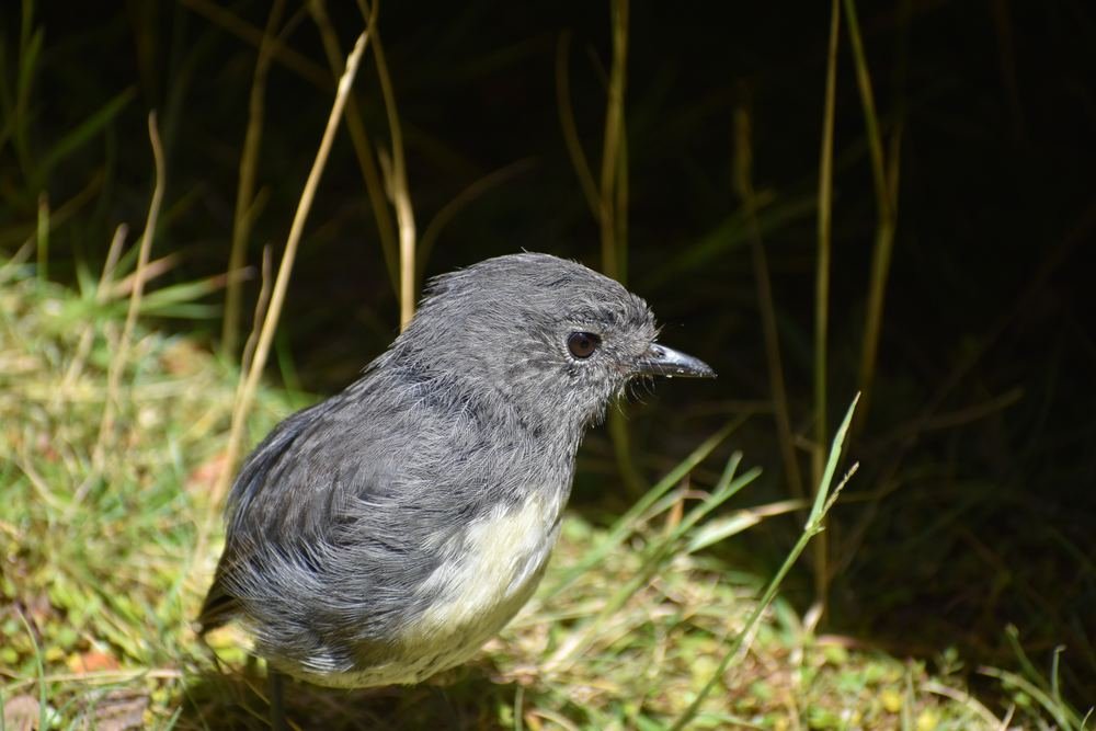 New Zealand Robin