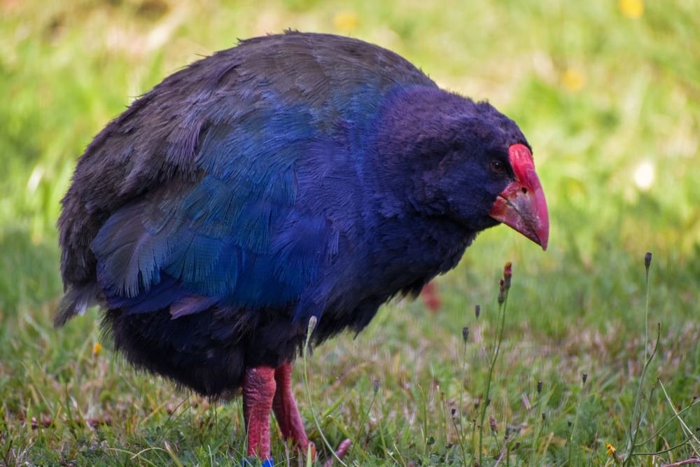 Pukeko in Fiordland